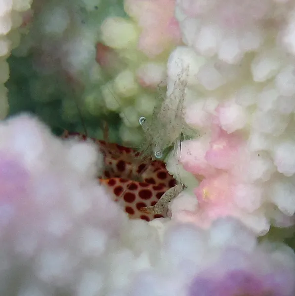 Coral crab and symbiotic shrimp in overstressed coral