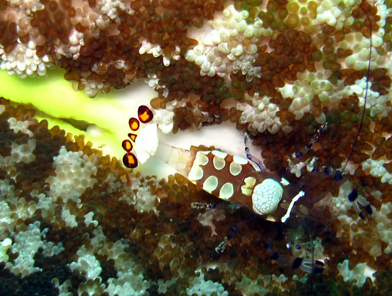 Peacock-tail anemone shrimp