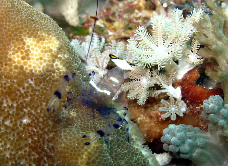 Peacock-tail anemone shrimp