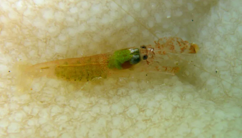 Small lagoon shrimp