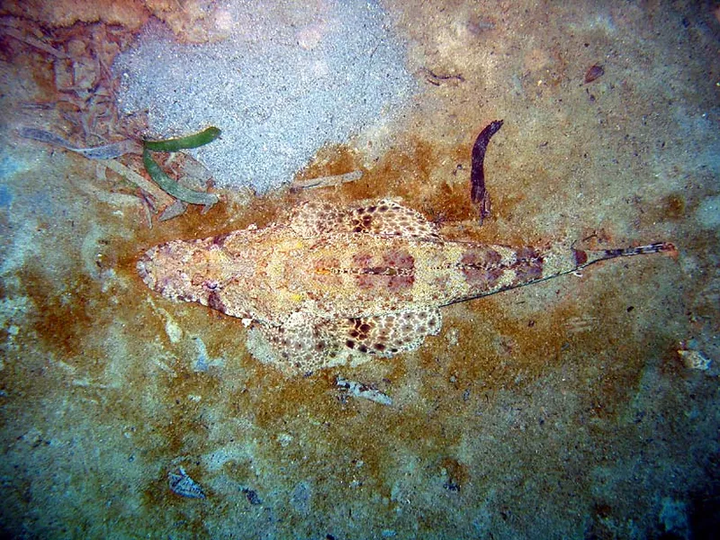 Poisson crocodile, vue de dessus