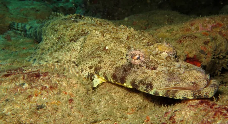 Poisson crocodile aplati sur son roc