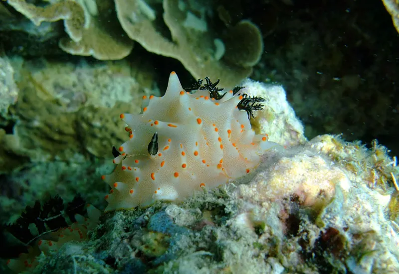 'Cette espèce fut nommée en l'honneur du Nuarro Ecolodge, en reconnaissance de l'aide apportée au premier auteur (Yara Tibirica)et de leurs efforts de préservation