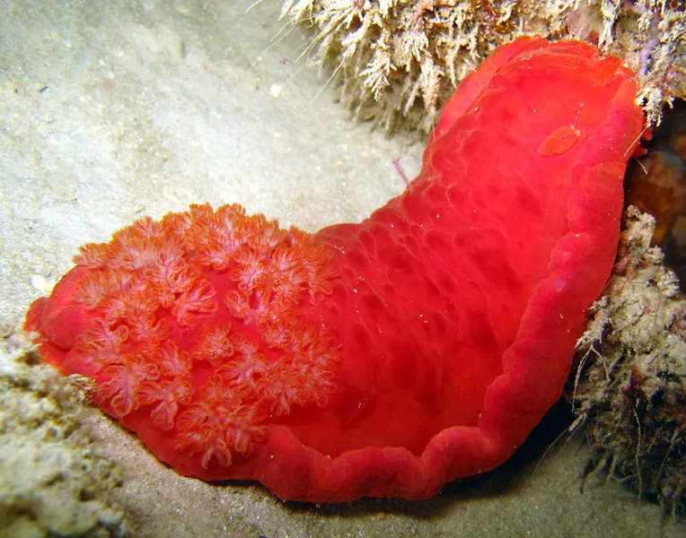  The scarlet mantel of  the spanish dancer