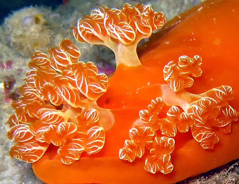 Spanish dancer nudibranch gills