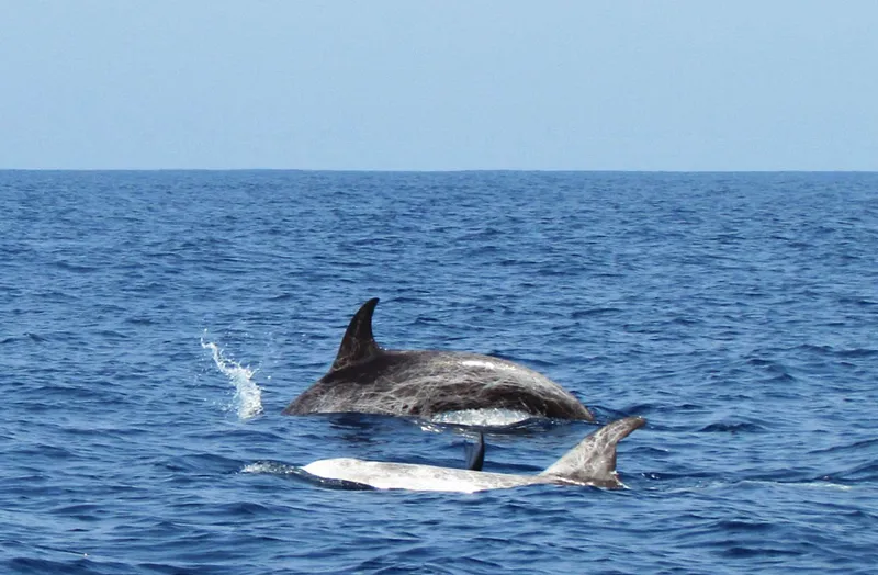 Dauphins timides mais belliqueux, comme en témoignent leurs cicatrices