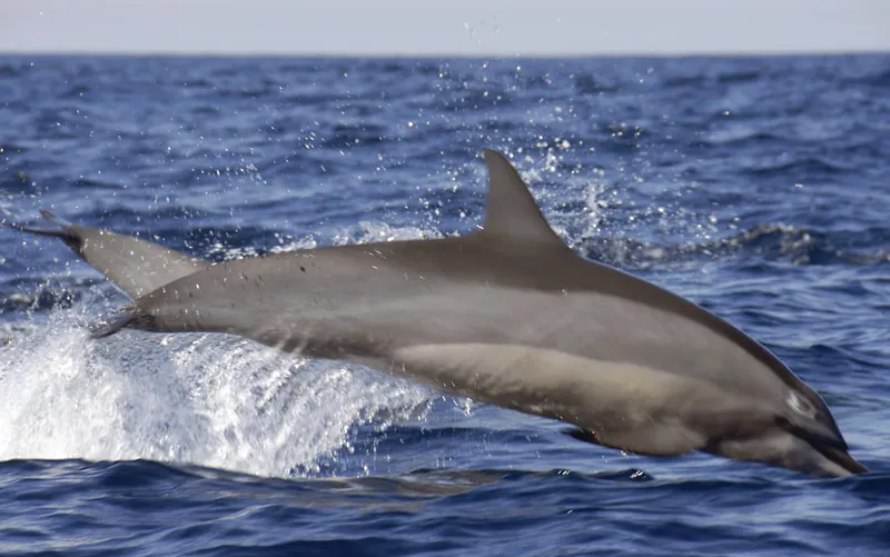 Dauphin à long bec au-dessus de la surface de la mer