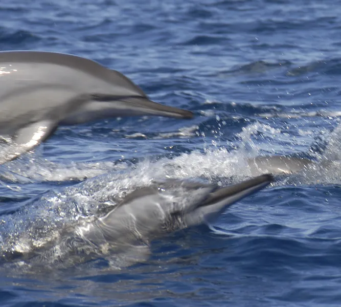 Deux dauphins à long bec