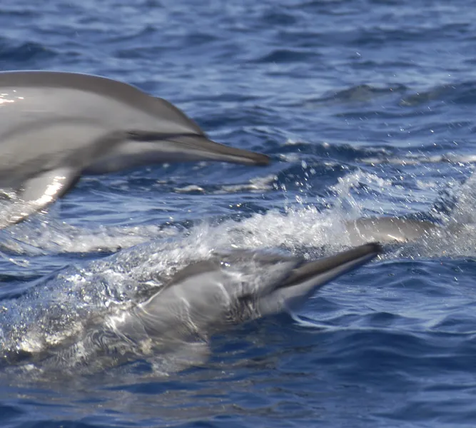 Two spinner dolphins