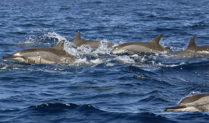 Banc de dauphins à long bec en surface