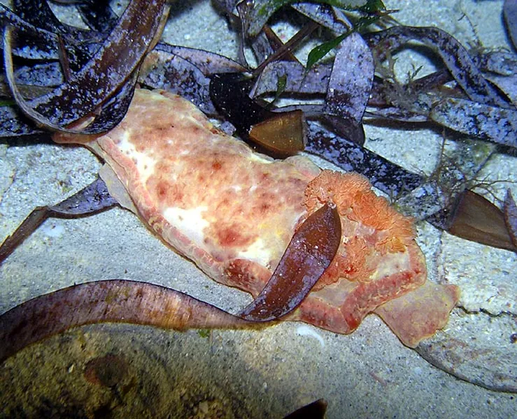 Photo diving Madagascar