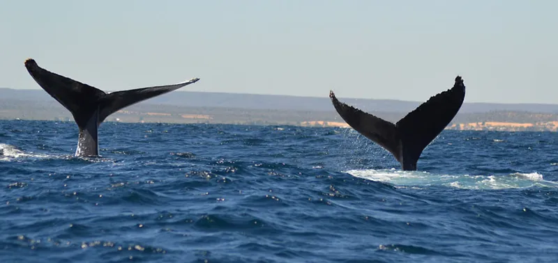 Deux nageoires caudales de baleines à bosse