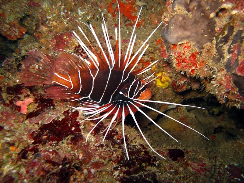 Deployed antennas of a clearfin lionfish