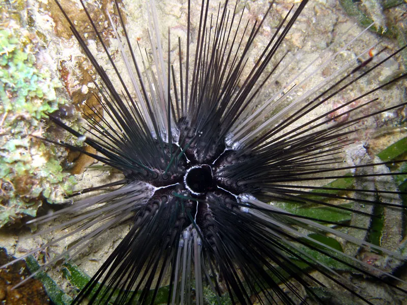 Diadem sea urchin