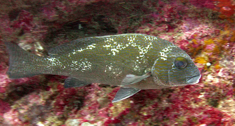  Gold-spotted sweetlip, profile