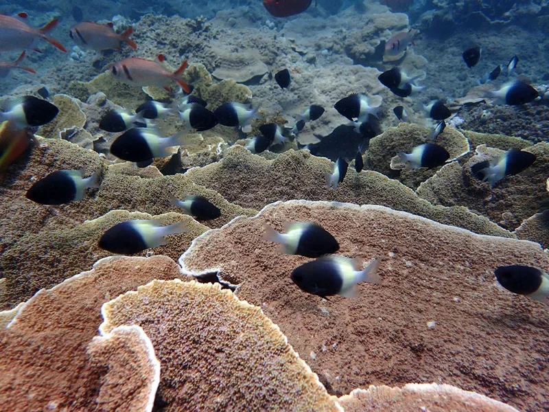 Photo diving Madagascar