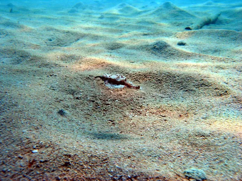 Poisson pégase au Massif des Roses