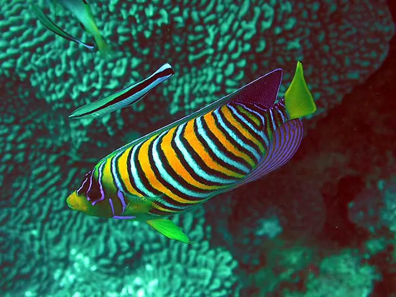 Photo diving Madagascar