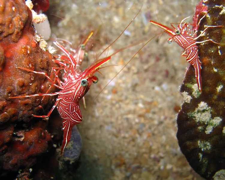 Petites crevettes rouges et blanches, aux yeux globuleux