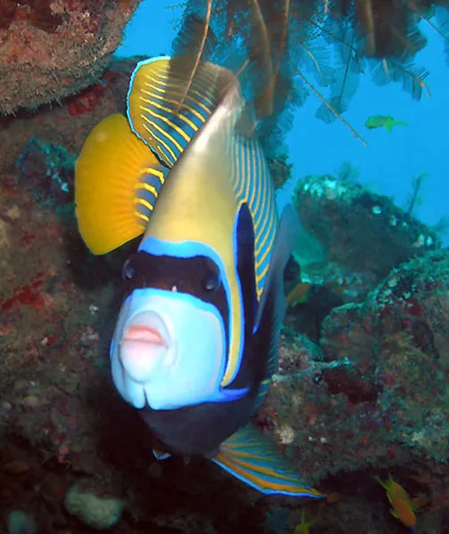 Photo diving Madagascar