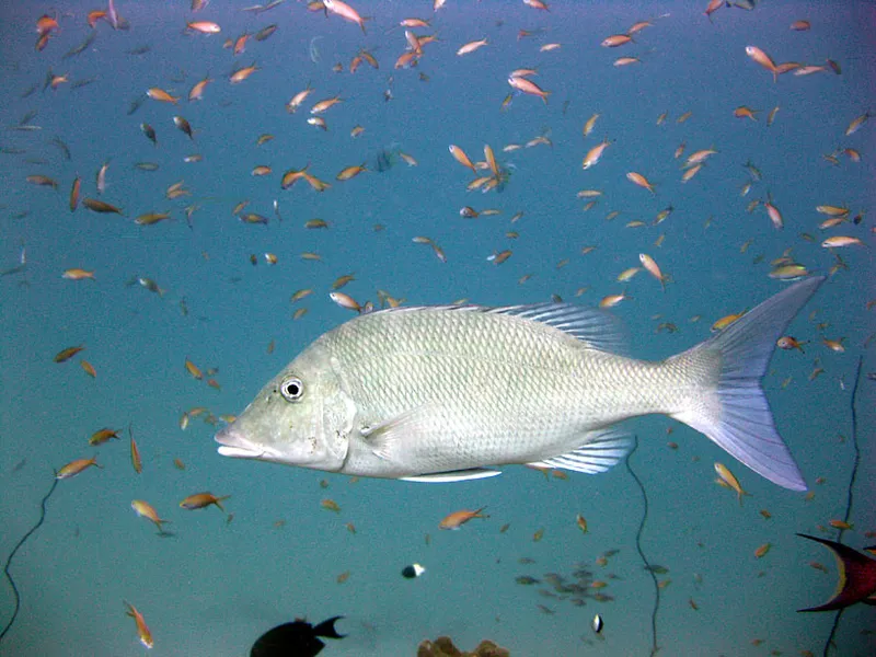 Smalltooth emperor with anthias background