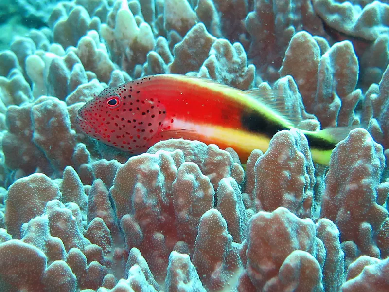 Poisson faucon à tâches de rousseur