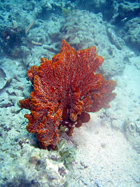  Splendid red fan sponge