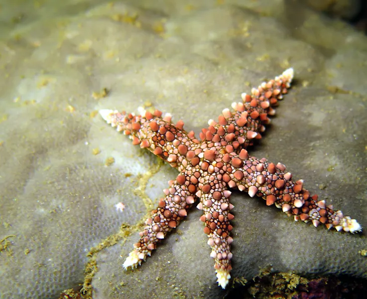 Egyptian sea star