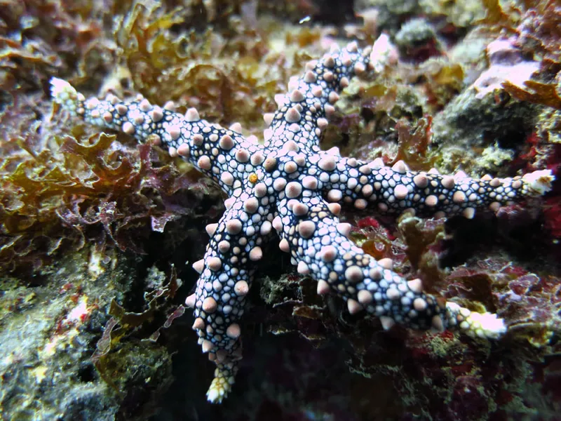 Egyptian sea star