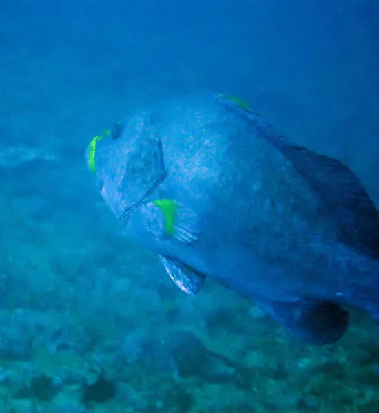 Blue-and-yellow grouper