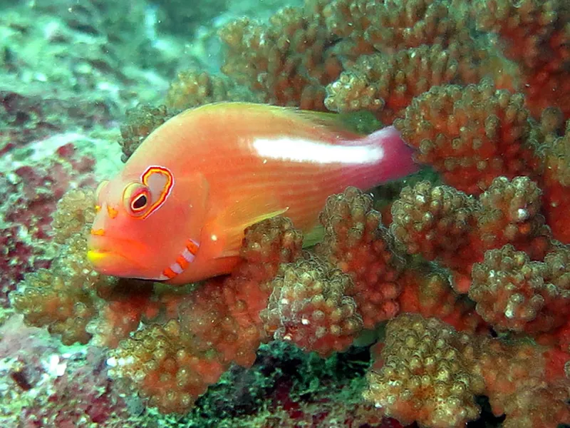 Arc-eye hawkfish