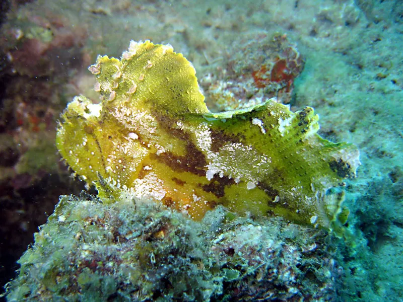  Scorpion leaf fish  frosted like

