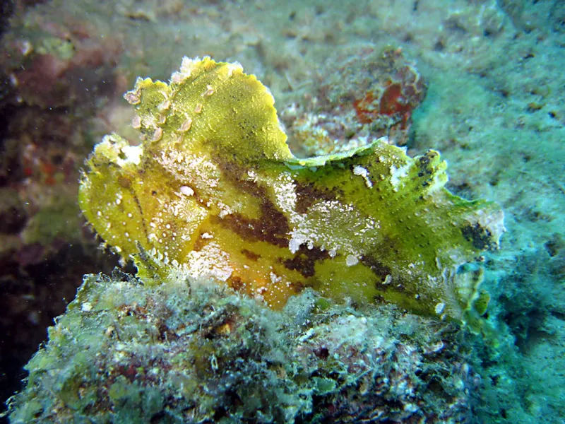 Poisson scorpion feuille comme couvert de givre