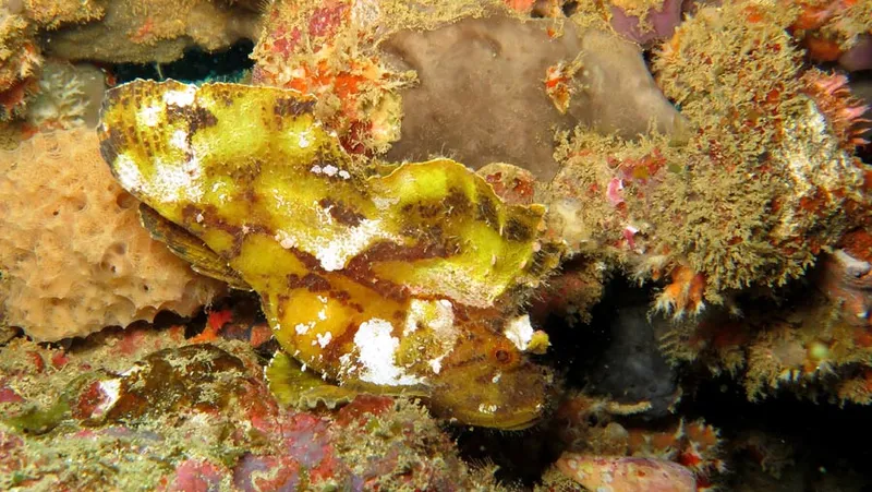 Poisson scorpion jaune avec des incrustations blanches