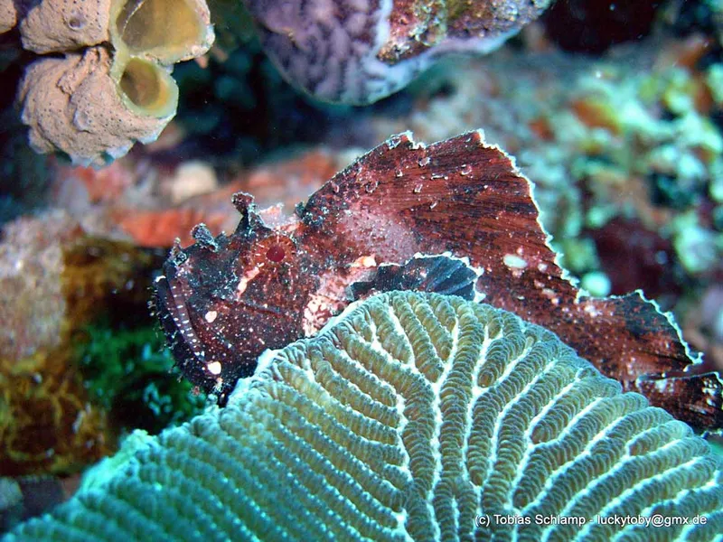 Poisson scorpion feuille et corail