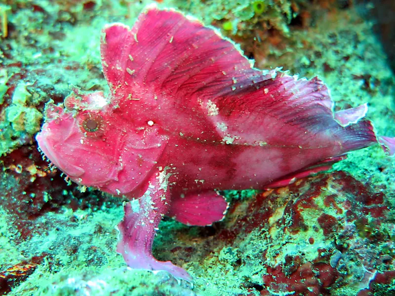 Rose and red leaf scorpion fish in profile