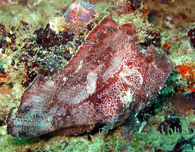  Scorpion leaf fish, profile