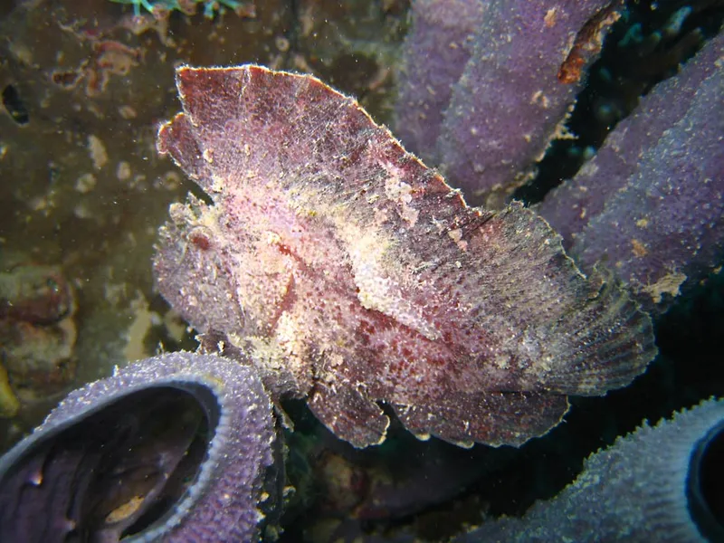 Poisson scorpion feuille violet dans les éponges