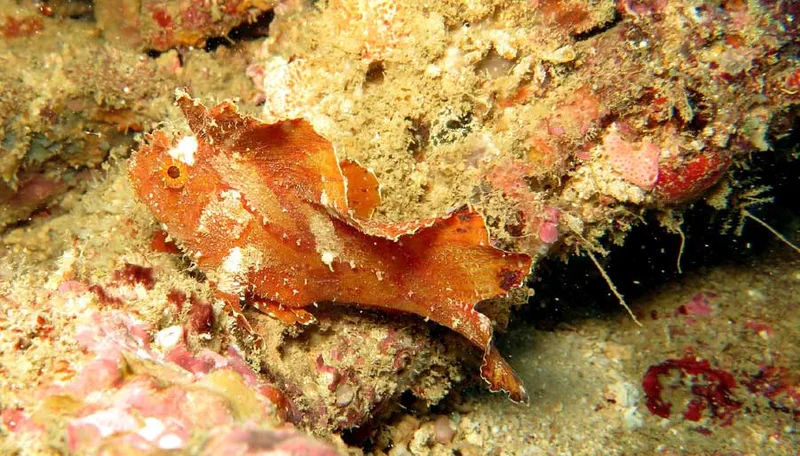 Le poisson scorpion feuille, un des classiques d'ici, mais qu'on voit rarement dans sa livrée orange