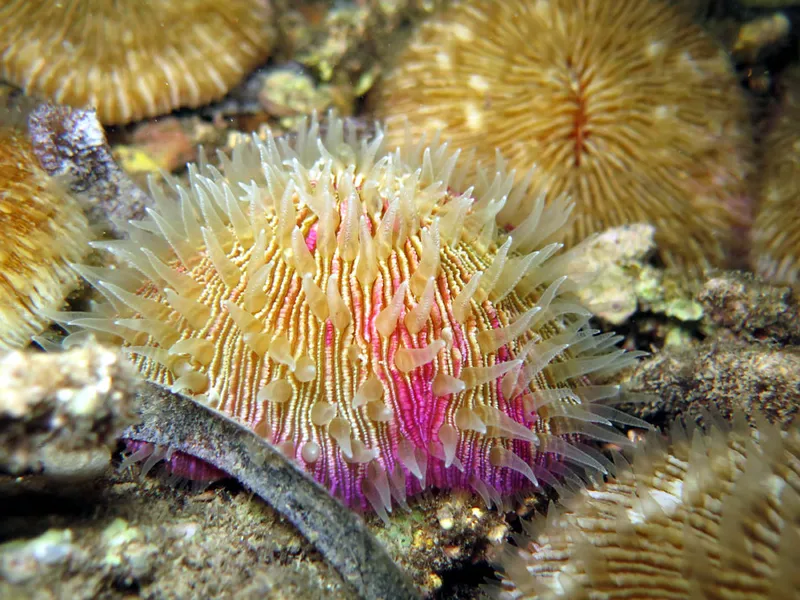 Sole polyp's tentacles of this strolling coral