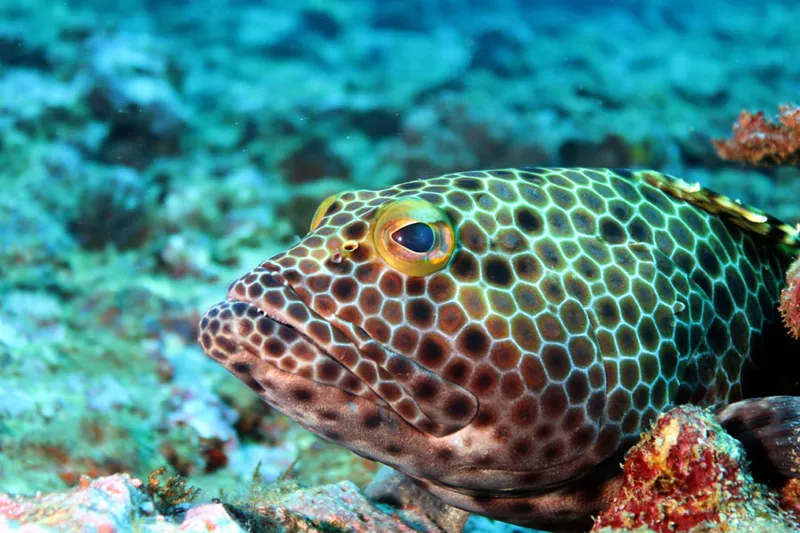 Honeycomb grouper