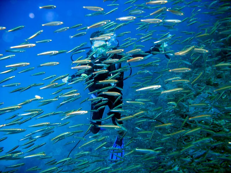 Banc de petits poissons (geba?) et plogeuse à l'arrière plan