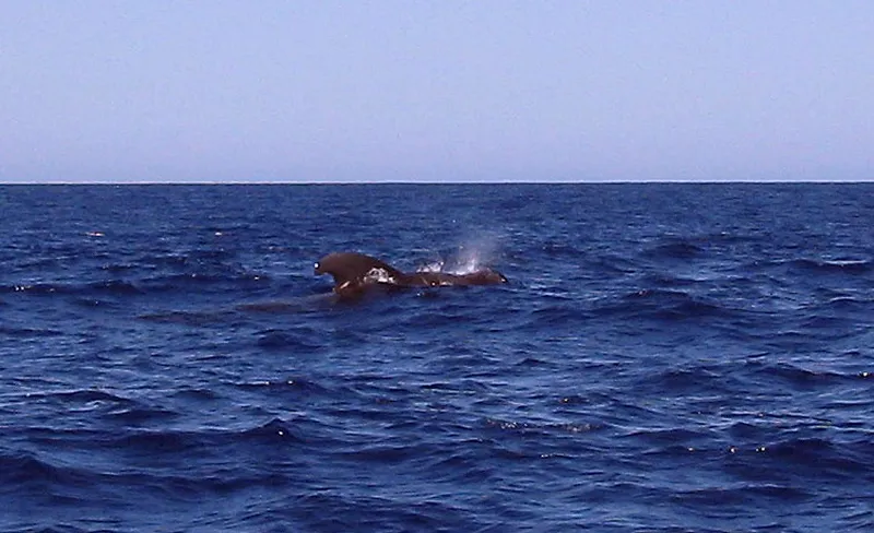 Pilot whale, dorsal fin and blow