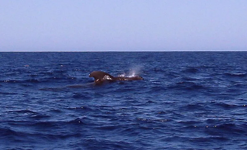 Aileron dorsal de globicéphale