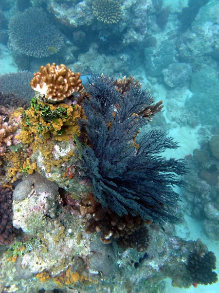 Aspect du jardin de corail d'Ifaty