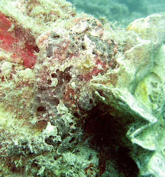  Frogfish and rock or rock and frogfish