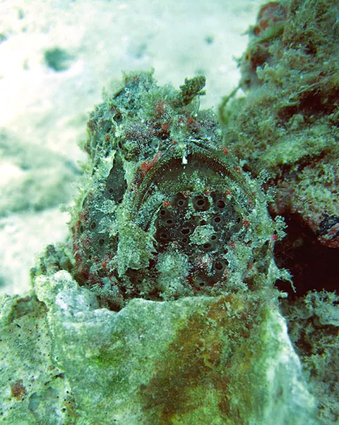 Frogfish, front view, its mouth