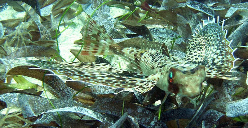 Colmon helmet gurnar on seagrass