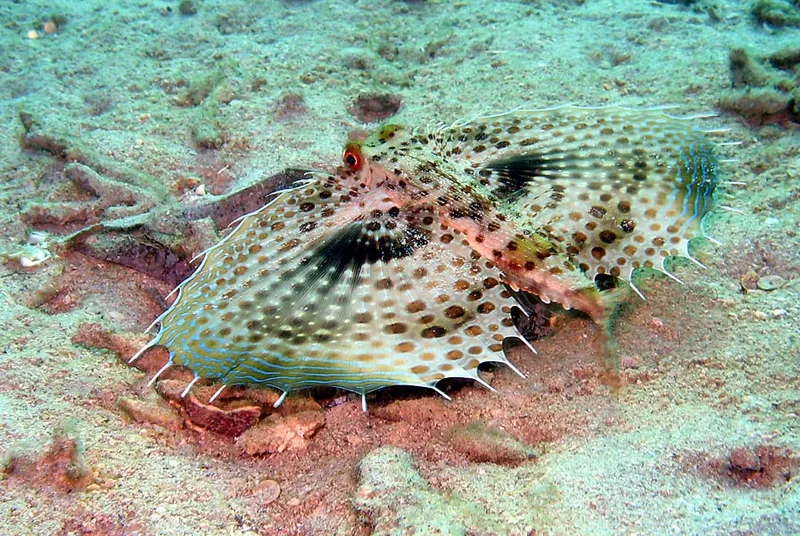  Common helmet gunnard, deployed fins