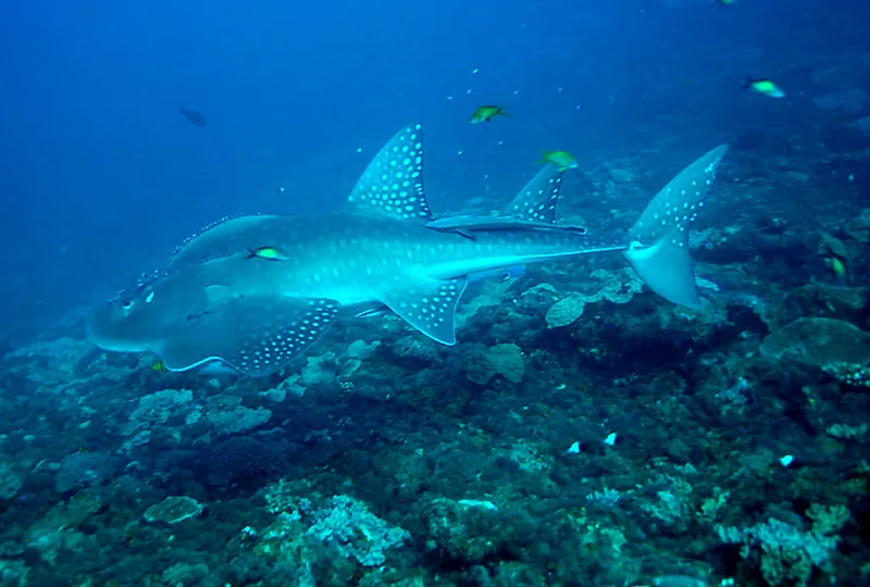 Photo diving Madagascar